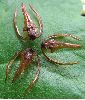 Sésie apiforme (Sesia apiformis), apex de chrysalides après éclosions