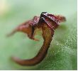 Sésie apiforme (Sesia apiformis), détail de la "dent"  de la chrysalide (photo 1)