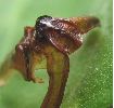 Sésie apiforme (Sesia apiformis), détail de la "dent"  de la chrysalide (photo 2)