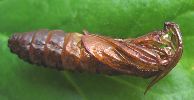 Sésie apiforme (Sesia apiformis), chrysalide après éclosion