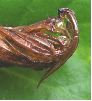 Sésie apiforme (Sesia apiformis), chrysalide après éclosion (détail)