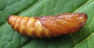 Chrysalide de Sésie apiforrme (Sesia apiforrmis)