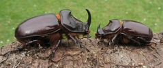 Couple de "Rhinoc&eacute;ros" (Oryctes nasicornis)