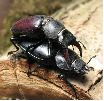 Accouplement de lucanes (Lucanus cervus)