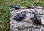 Trio de Lucanes (Lucanus cervus)