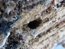  Sinodendron cylindricum trou de sortie de galeris, photo 2