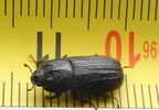 Lucane ceornu (Sinodendron cylindricum) femelle sur règle graduée.