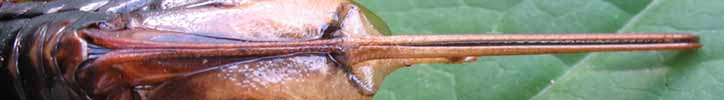Sirex geant (Urocerus gigas) : ensemble de la tariere en vue entrale.