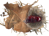 cocon de Stauropus fagi