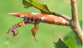 jeune chenille de Stauropus fagi