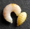 Duo comparatif entre les larves de l'h&ocirc;te et du parasite, photo 3.