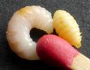 Duo comparatif entre les larves de l'h&ocirc;te et du parasite, photo 2