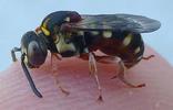 Abeille coucou (Epeolus criciger), adulte sur doigt, photo 1.