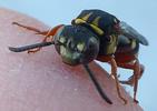 Abeille coucou (Epeolus criciger), adulte sur doigt, photo 2