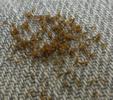 Stenoria analis,  triongulins sur jeans, photo 1.
