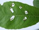 Némate du saule (Pteropus salicis), larves naissantes, attaque typique du feuillage.