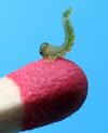 Némate du saule (Pteropus salicis), larve naissante sur allumette.