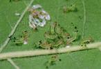 Némate du saule (Pteropus salicis), larves naissantes, photo 1.