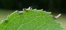 Tenthrède du rosier (Arge pagana)  larves naissantes attablées, photo 2