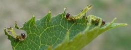 Tenthrède du rosier (Arge pagana)  larves naissantes détails, photo 1