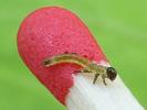 Tenthrède du rosier (Arge pagana)  larve naissante sur allumette.