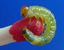 Tenthrède du rosier (Arge pagana)  larves à mi  développement, photo 3.