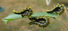 Tenthrède (Croesus latipes) = mouche à scie = fausse chenille: larves à terme, photo 1.