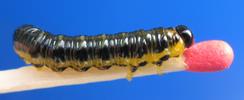 Tenthrède (Croesus latipes) = mouche à scie = fausse chenille: adulte, photo 1.