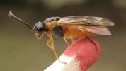 Tenthrède (Croesus latipes) = mouche à scie = fausse chenille: adulte indéterminé, photo 1.