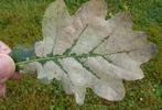 Tenthrède limace (Caliroa annulipes), feuille de chêne rongée photo 1.