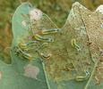 Tenthrède limace (Caliroa annulipes), groupe de larves,  photo 2;