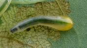 Tenthrède limace (Caliroa annulipes), larve en gros plan.