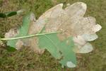 Tenthrède limace (Caliroa annulipes), feuille de chêne rongée photo 2.