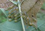 Tenthrède limace (Caliroa annulipes), groupe de larves,  photo 1.