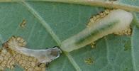 Tenthrède limace (Caliroa annulipes), larve et sa mue.