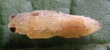 Némate du saule (Nematus pavidus), nymphe en vue ventrale
