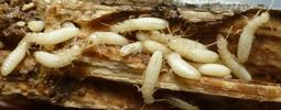Termites (Reticulitermes santonensis), tout venant "in situ", photo 3.