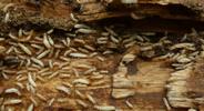 Termites (Reticulitermes santonensis), tout venant "in situ", photo 1.