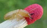 Termites (Reticulitermes santonensis), soldat, photo 1.
