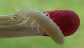 Termites (Reticulitermes santonensis), "nymphe" à l'avant dernier stade larvaire, photo 2