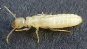 Termites (Reticulitermes santonensis), "nymphe" au dernier stade larvaire,  photo 3