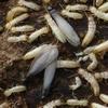 Termites (Reticulitermes santonensis), adultes ailés "in situ".