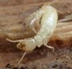 Termites (Reticulitermes santonensis), "nymphe" à l'avant dernier stade larvaire, in situ, photo 3.