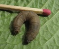 larve de tipule, photo 2
