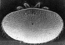 vue dorsale d'un varroa (microscopie à balayage)