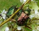 Verdet (Gnorimus nobilis) adultes &agrave; butiner.