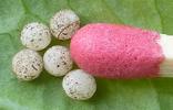 Verdet (Gnorimus nobilis) , oeufs avec allumette étalon.