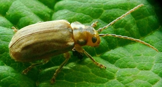 La chrysom&egrave;le de la Viorne (Pyrrhalta viburni )