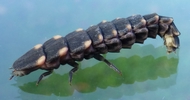 Ver luisant (Lampiris noctiluca),  pygopode en action, photo 2