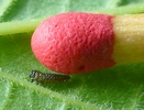 Chrysom&egrave;le de la Viorne (Pyrrhalta viburni ), jeune larve sur allumette.
